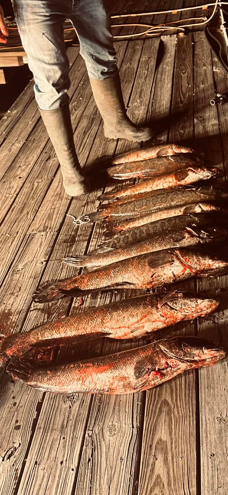 Angler standing over a row of catfish laid out on the dock