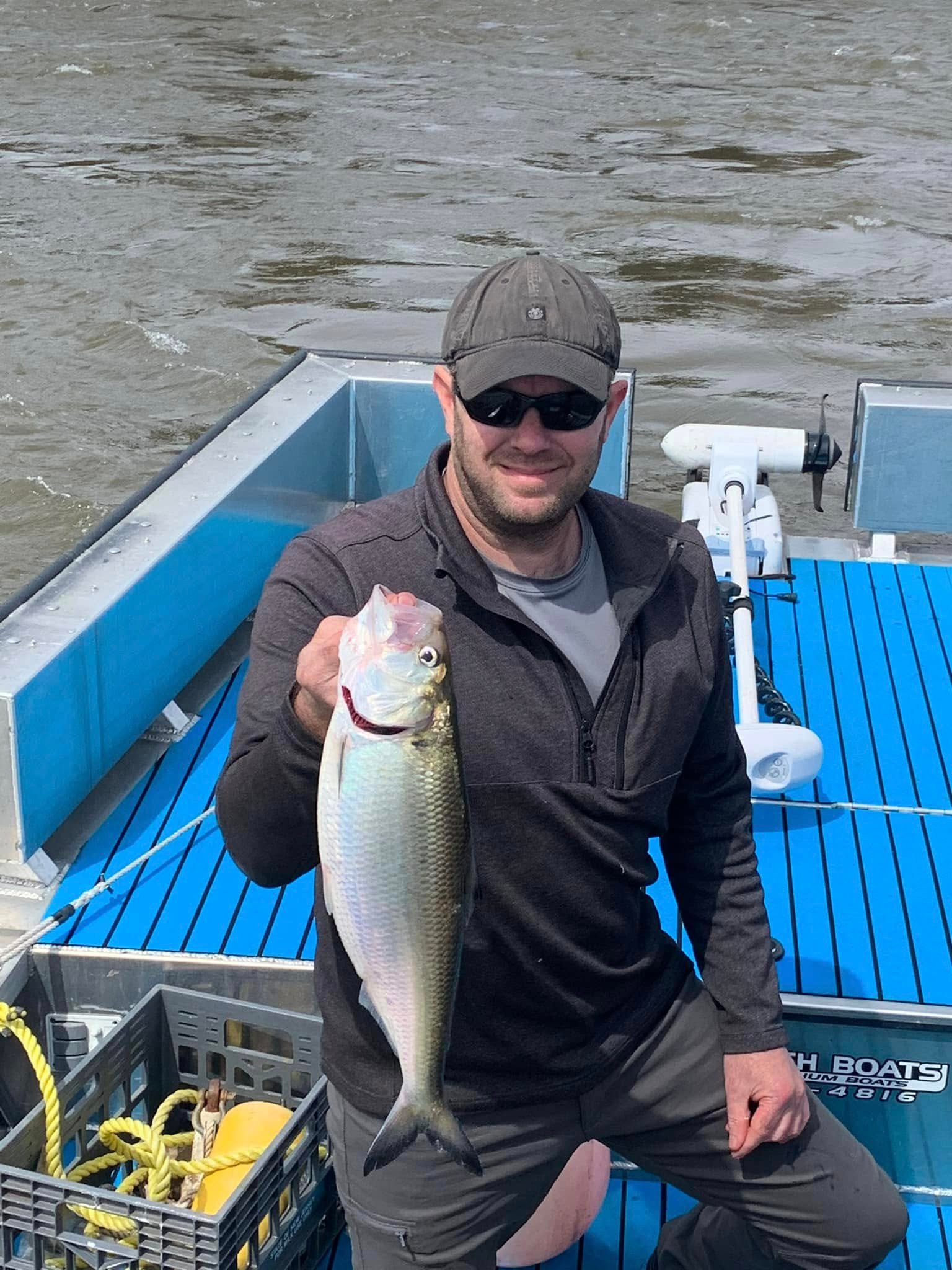 Angler holding an American Shad on the Delaware River during the day